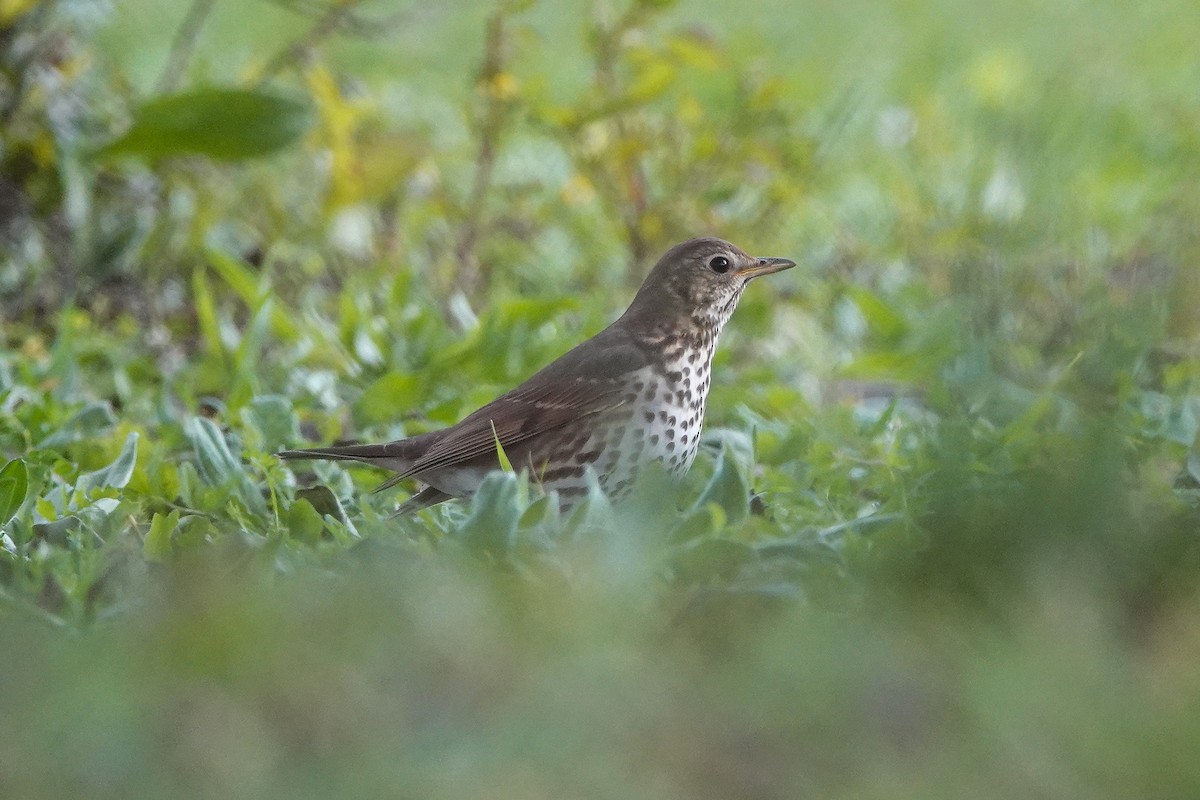 Song Thrush - ML628083291