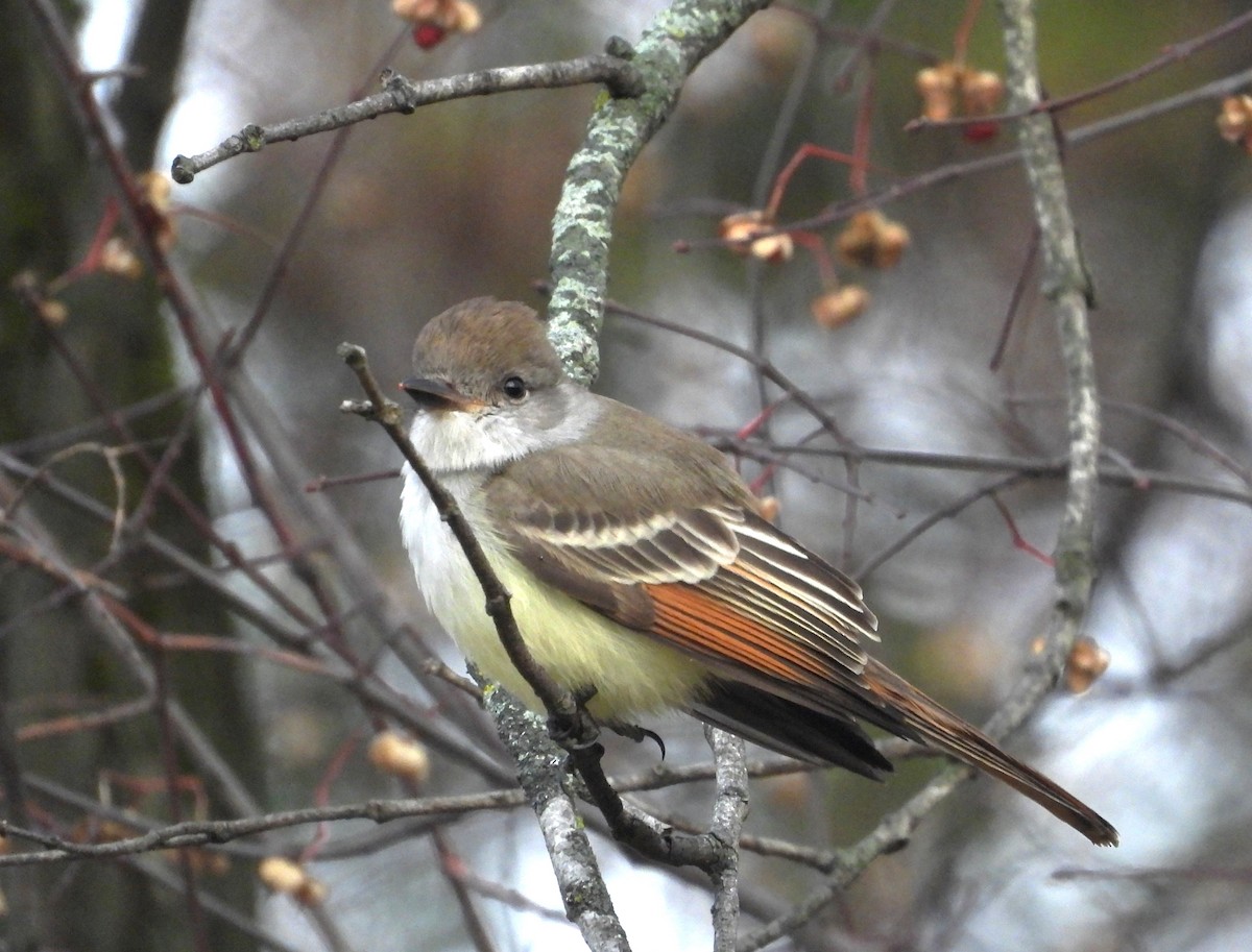 Ash-throated Flycatcher - ML628083309