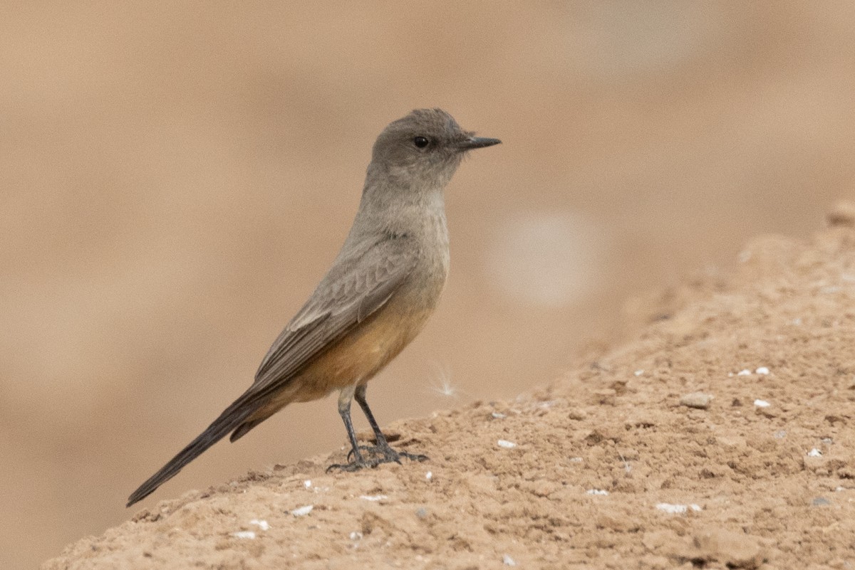 Say's Phoebe - ML628083339