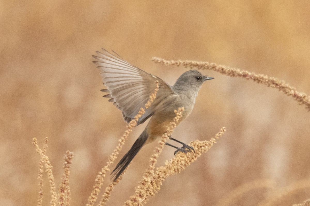 Say's Phoebe - ML628083342