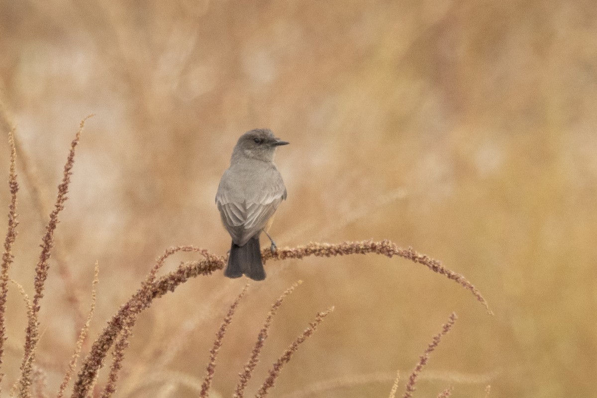 Say's Phoebe - ML628083343