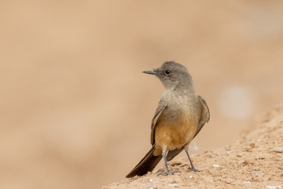 Say's Phoebe - ML628083344