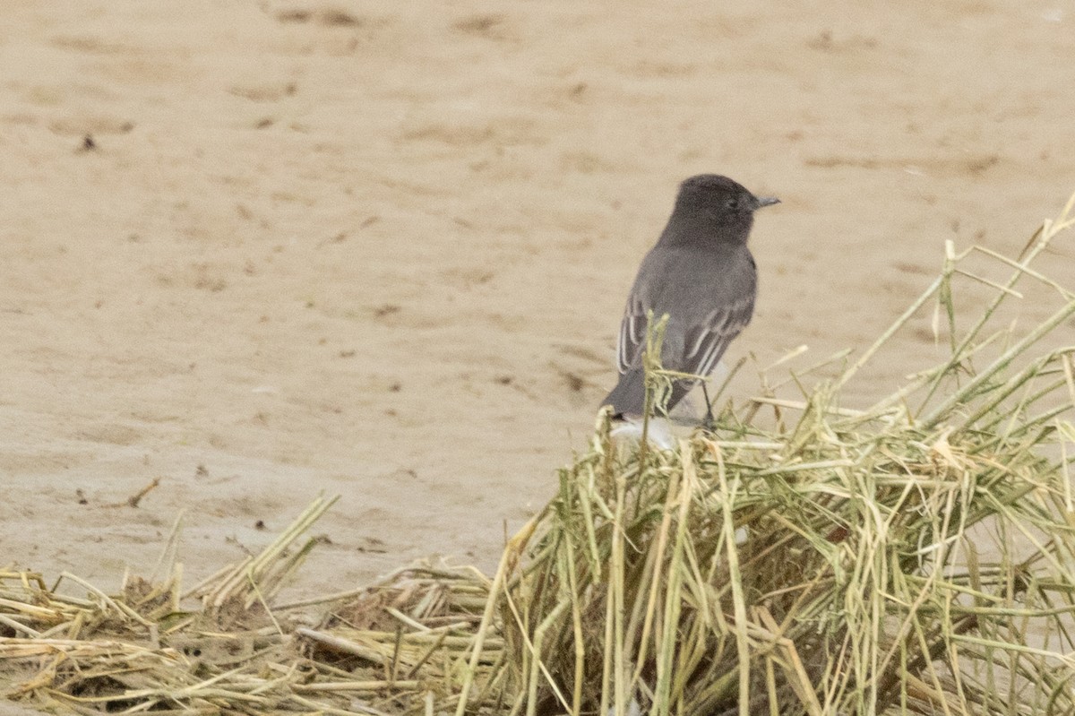 Black Phoebe - ML628083352