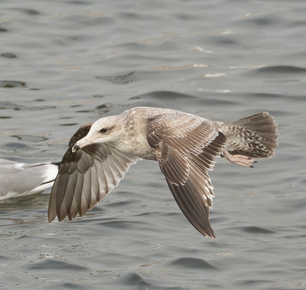 California Gull - ML628083355