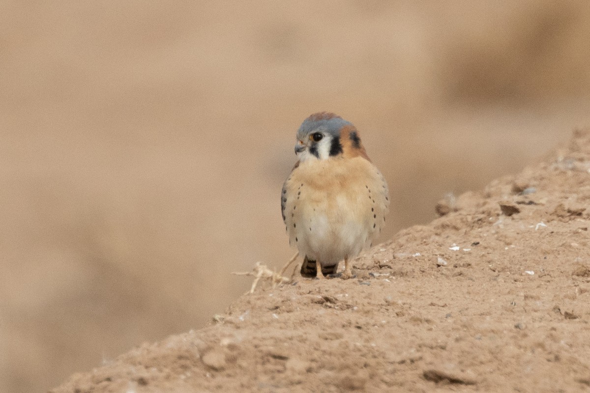 American Kestrel - ML628083356