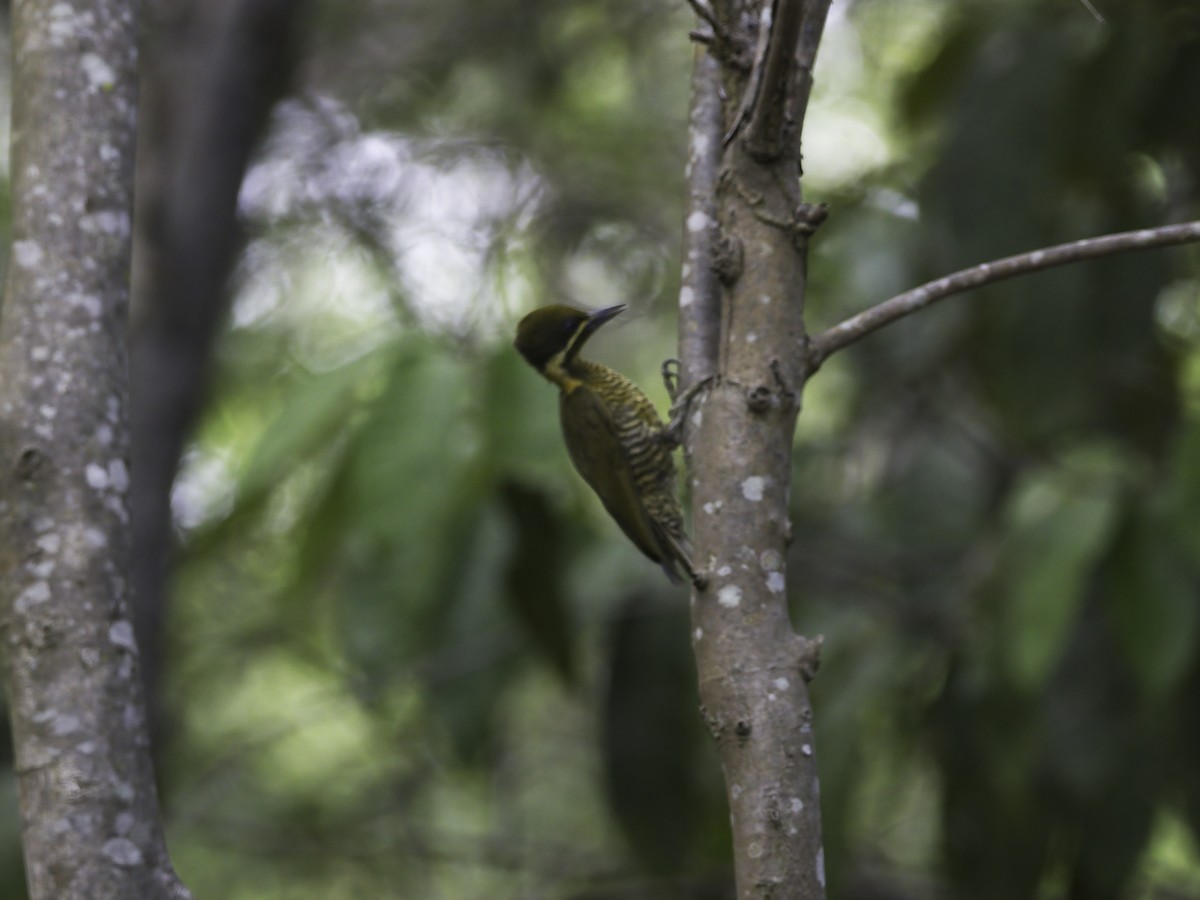 Golden-green Woodpecker - ML628083357