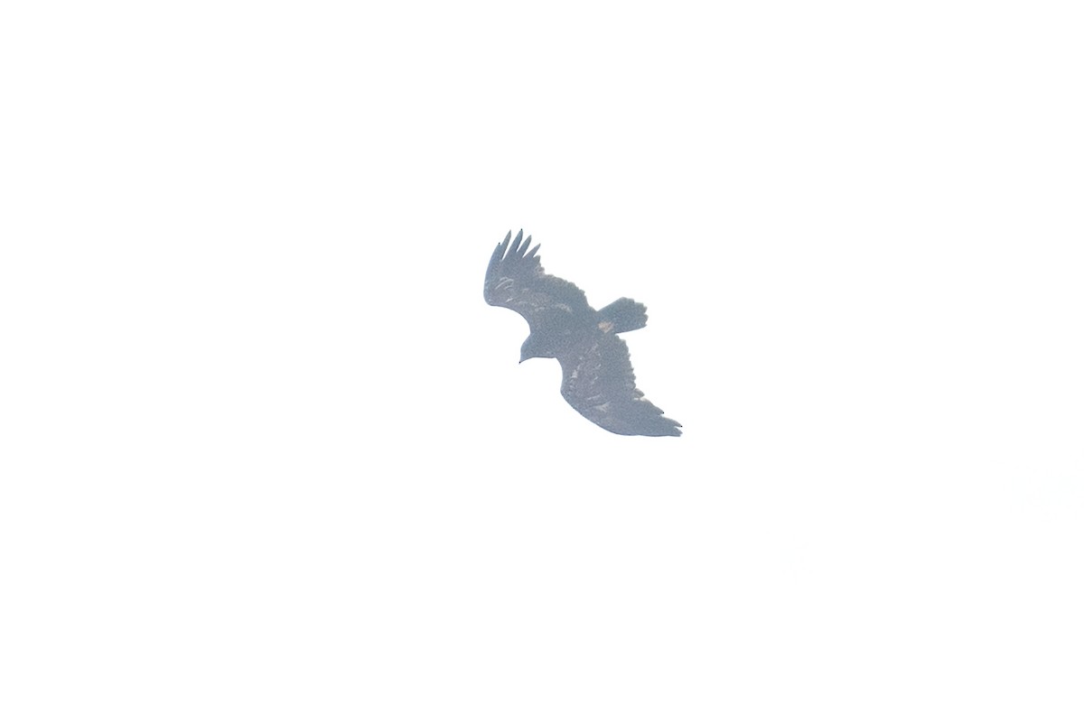 Aigle des steppes - ML628083358