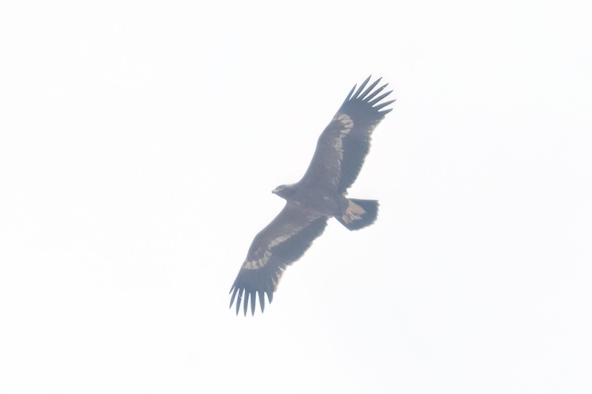 Aigle des steppes - ML628083360