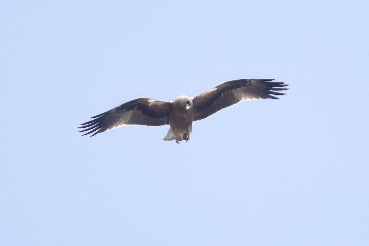 Aigle botté - ML628083362