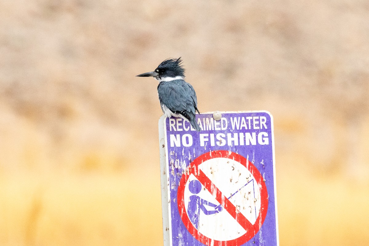 Belted Kingfisher - ML628083513