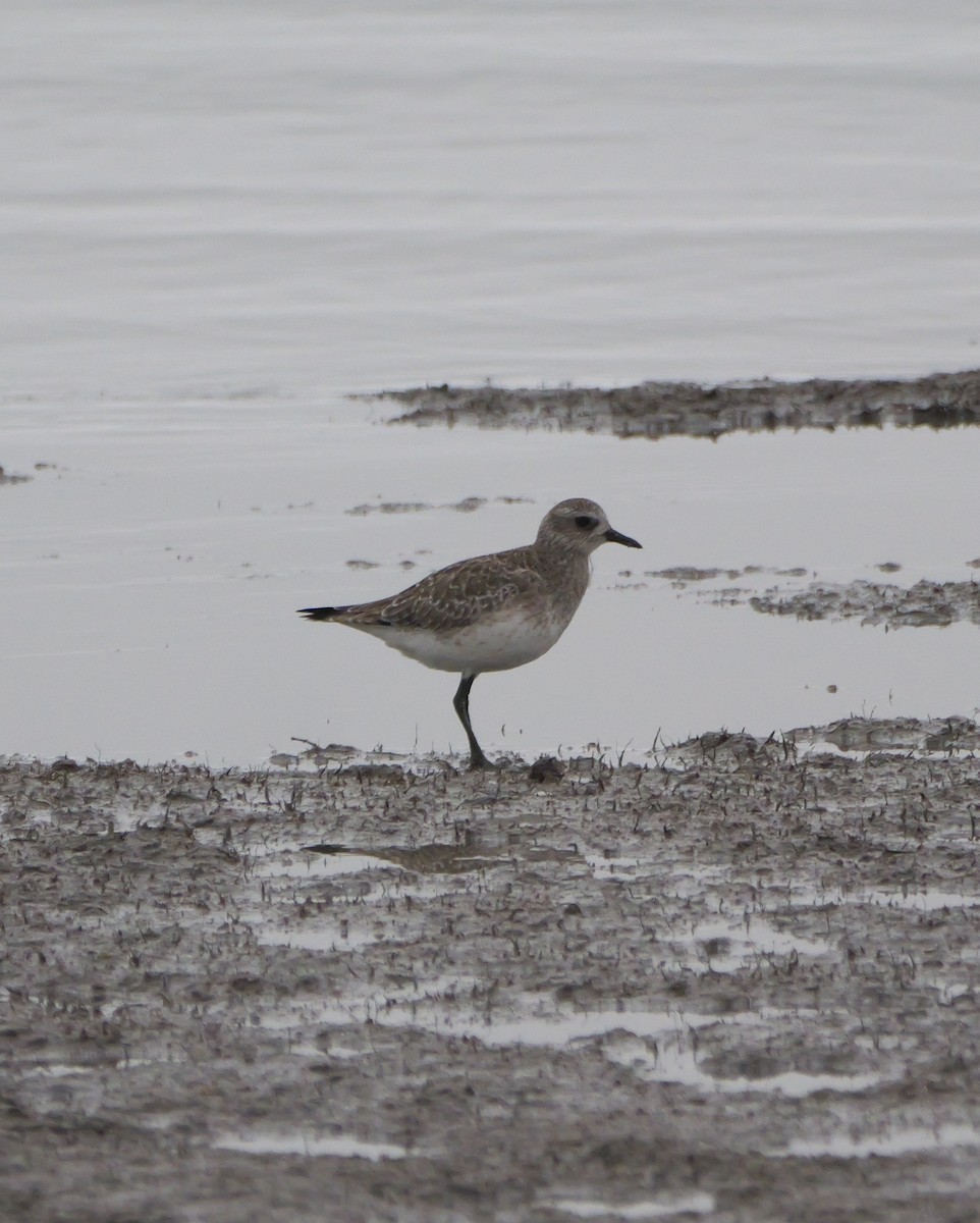 Black-bellied Plover - ML628083598