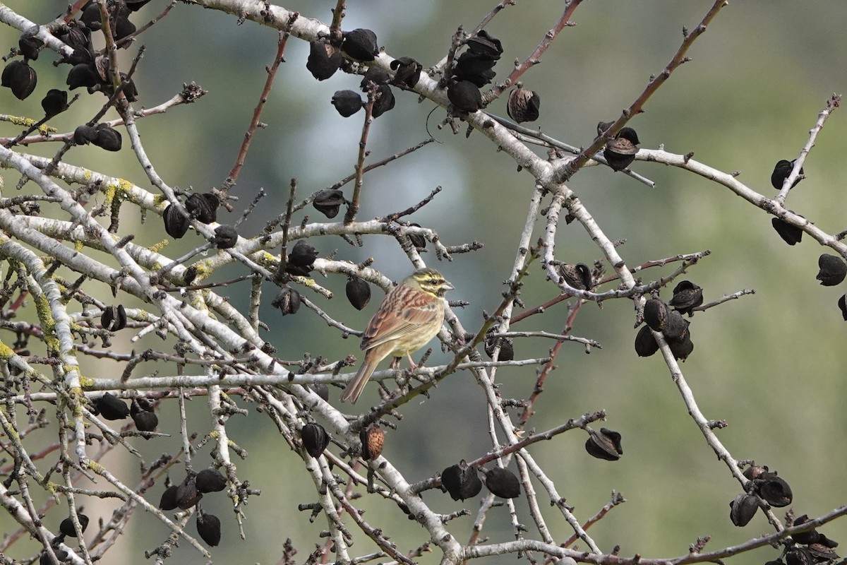 Cirl Bunting - ML628083660