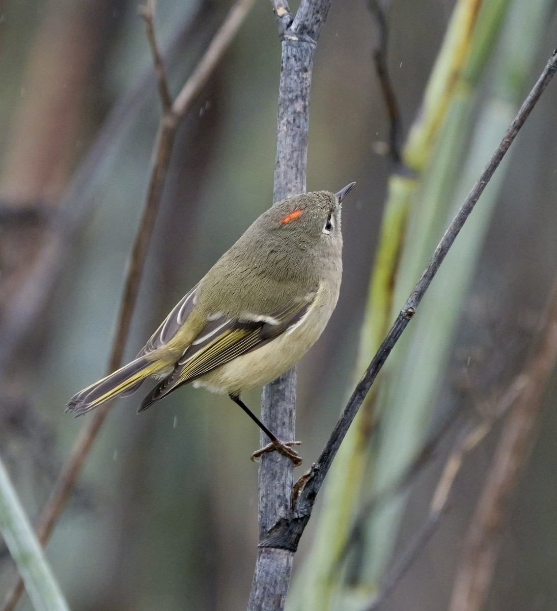 Ruby-crowned Kinglet - ML628083662