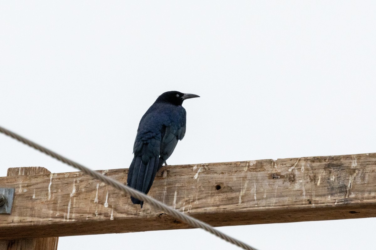 Great-tailed Grackle - ML628083729