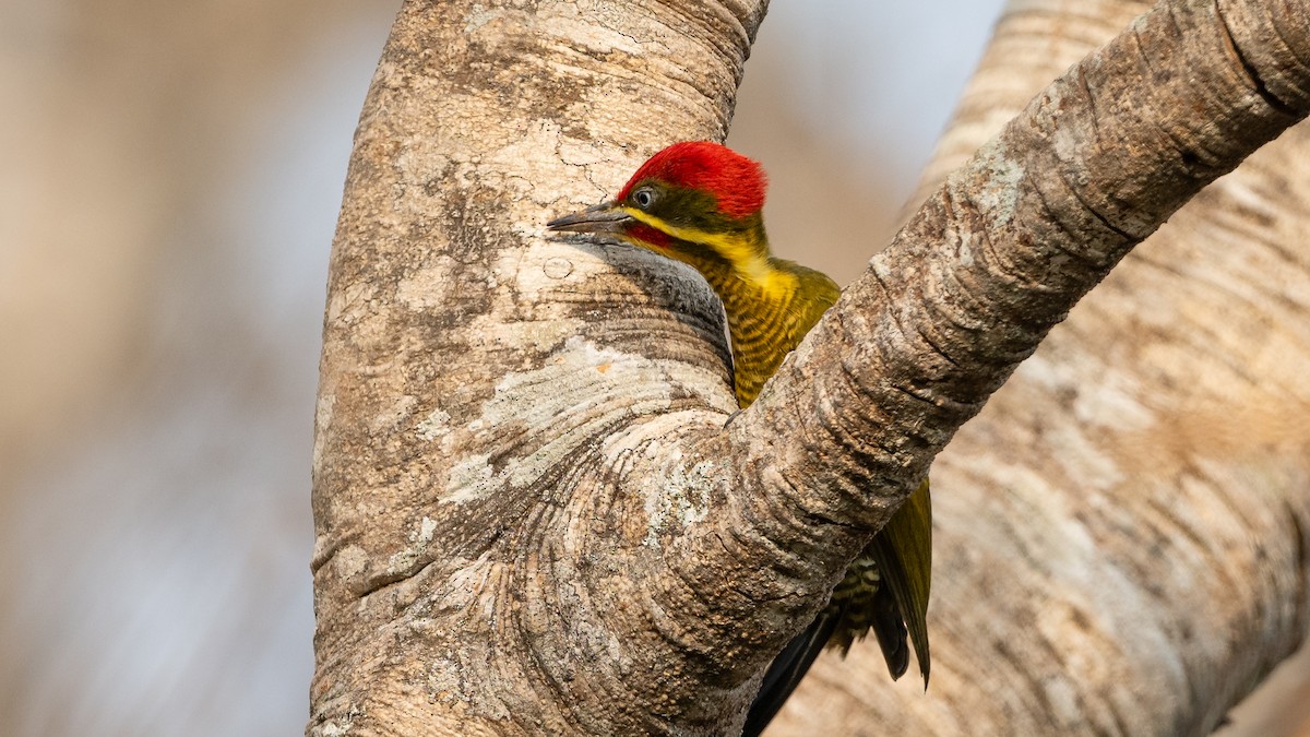 Golden-green Woodpecker - ML628083750