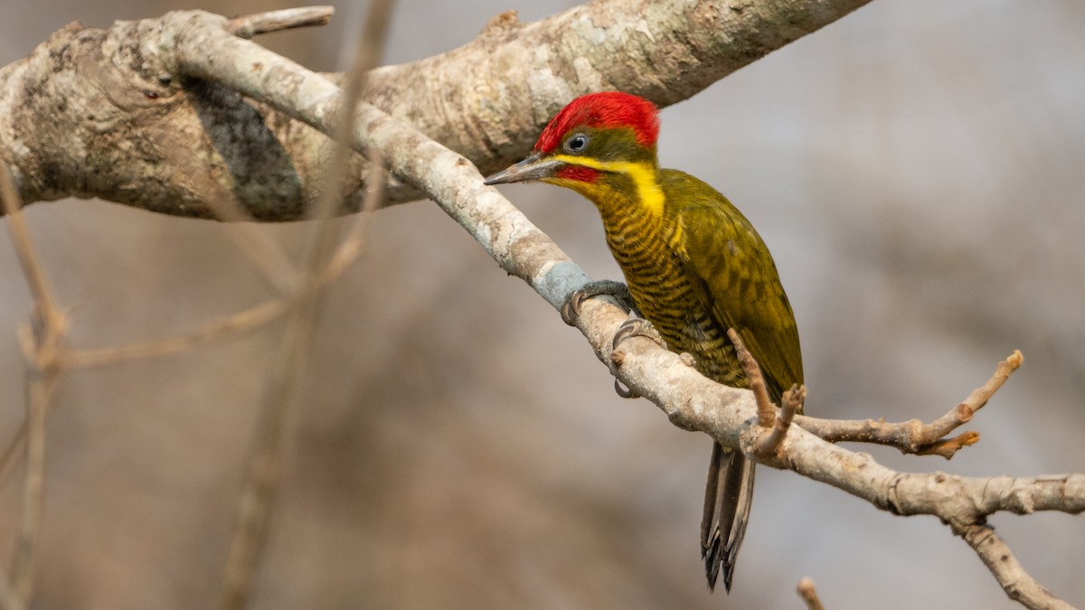 Golden-green Woodpecker - ML628083751