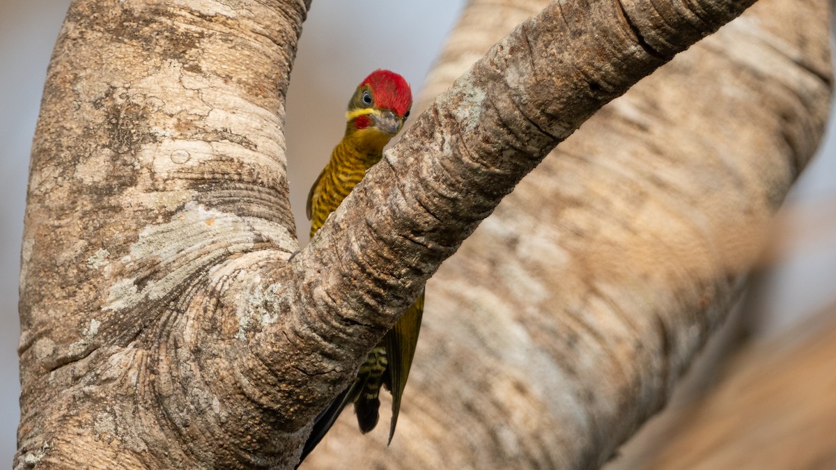 Golden-green Woodpecker - ML628083752