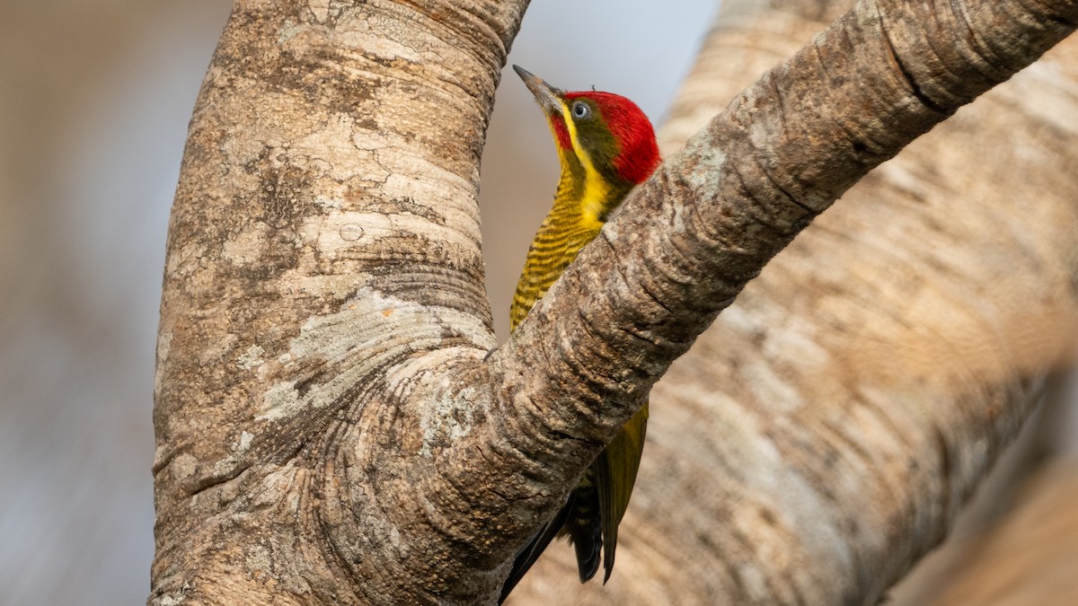 Golden-green Woodpecker - ML628083754