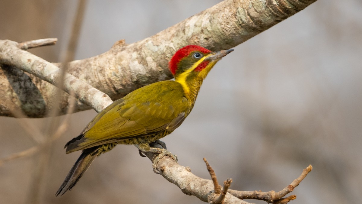 Golden-green Woodpecker - ML628083800