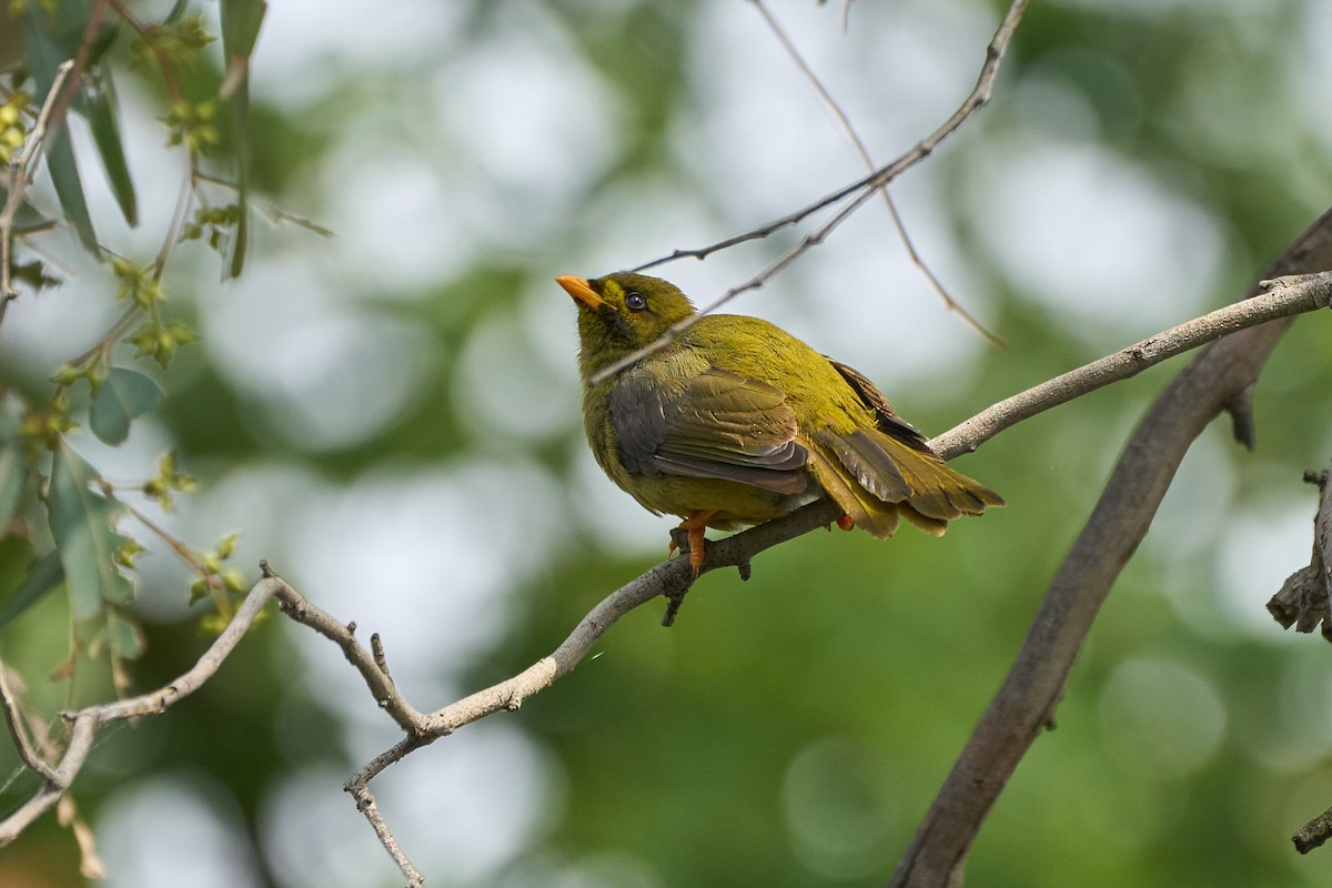 Bell Miner - ML628083872