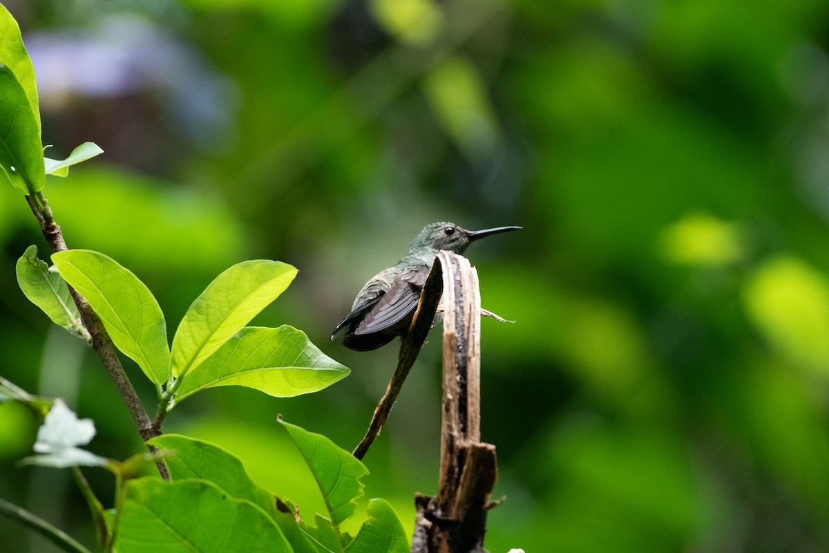 skjellbrystkolibri - ML628083877