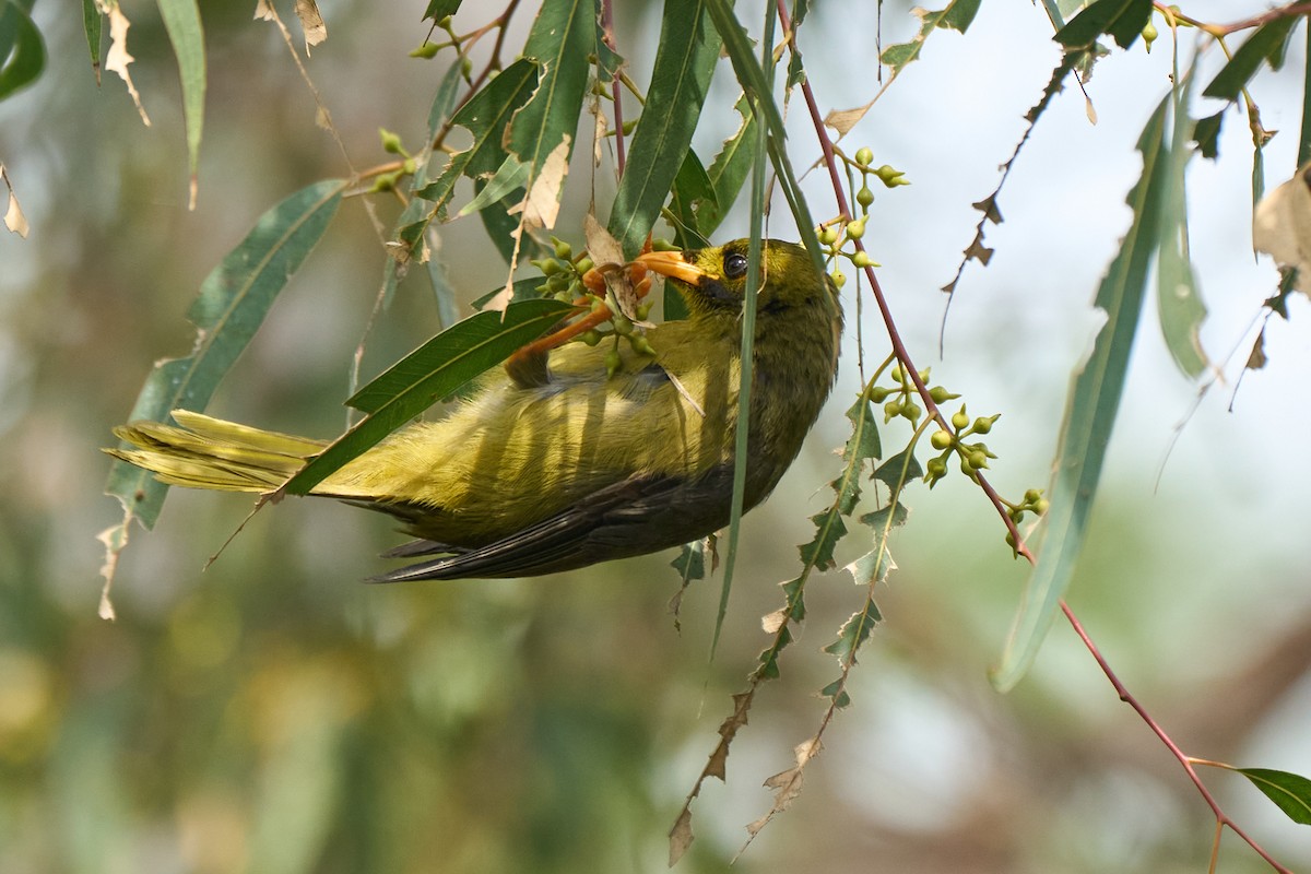 Bell Miner - ML628083915