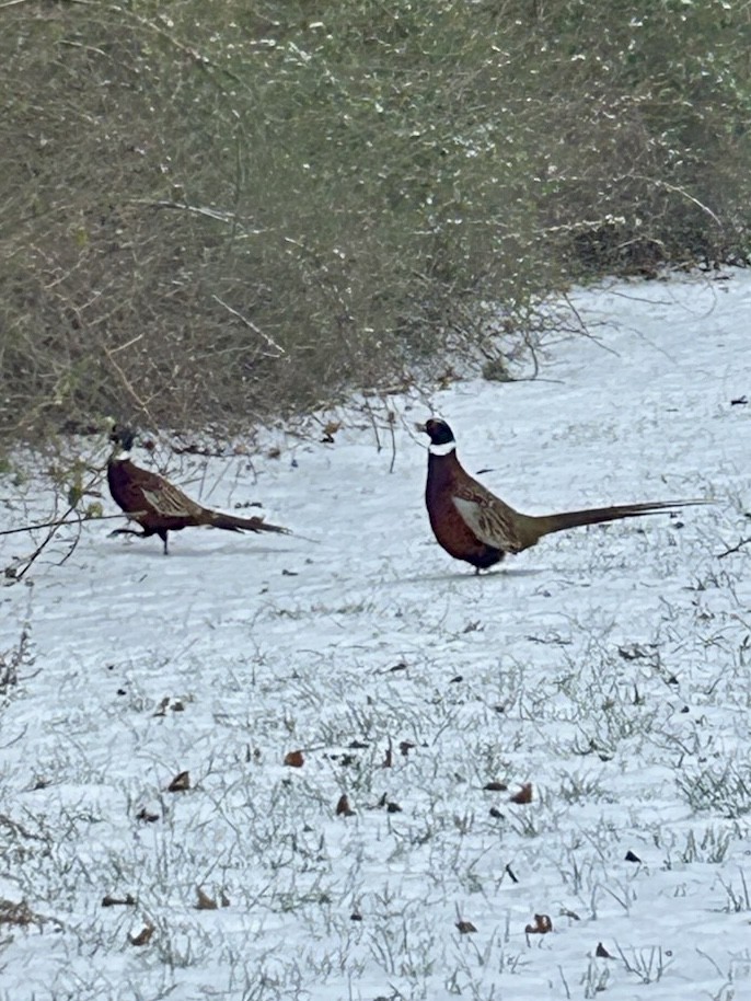 コウライキジ - ML628083949