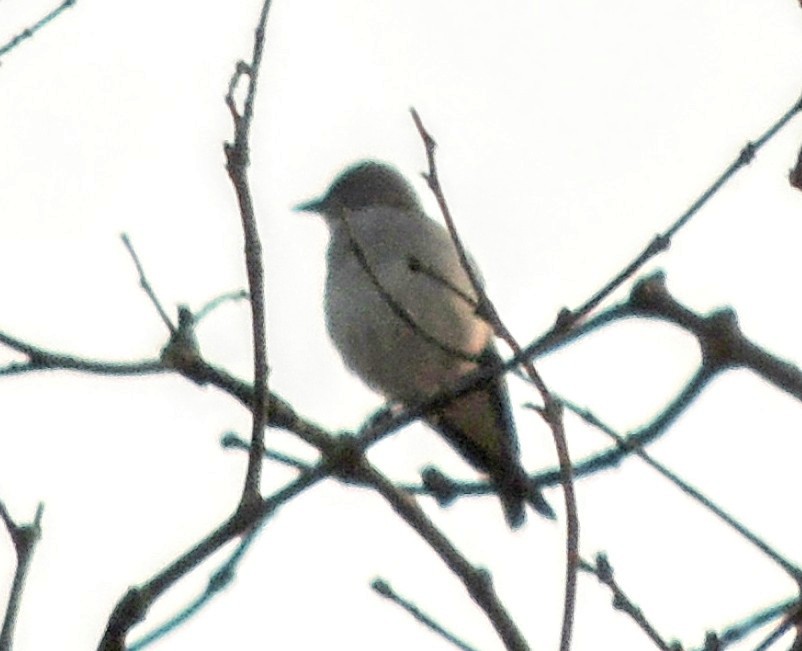 Yellow-throated Sparrow - ML628083979