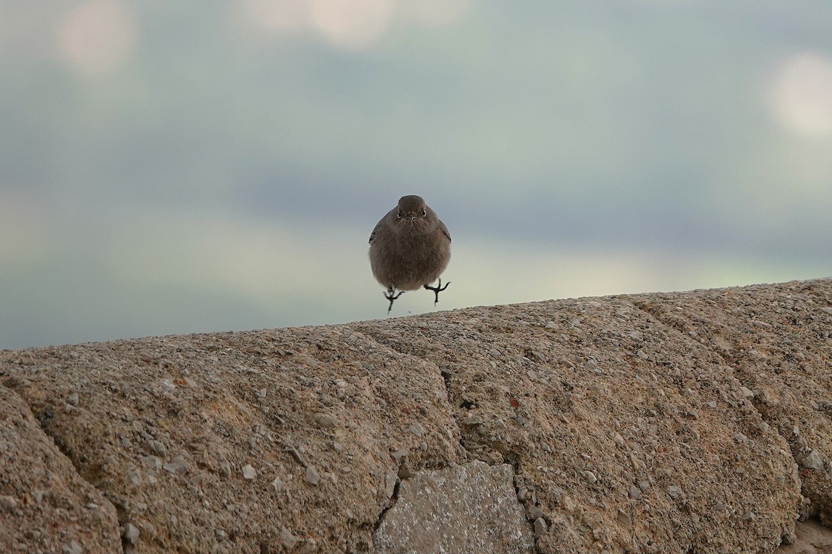 Black Redstart - ML628083999