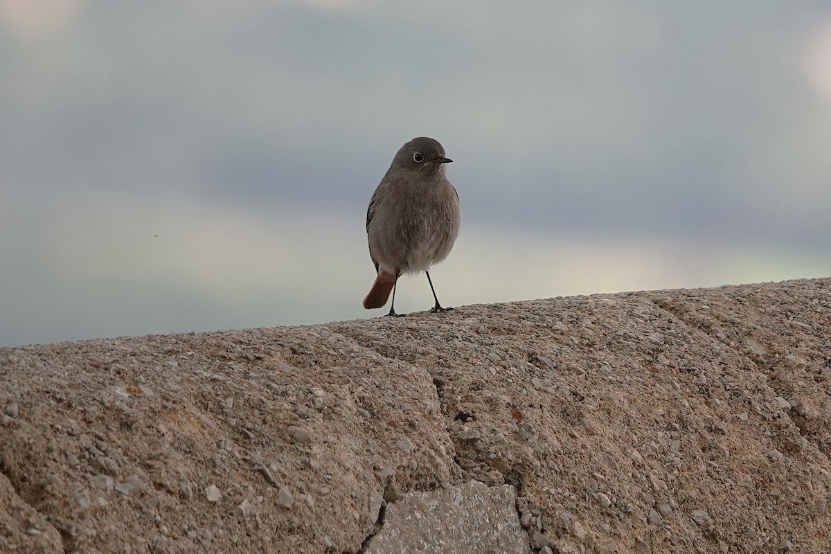 Black Redstart - ML628084008