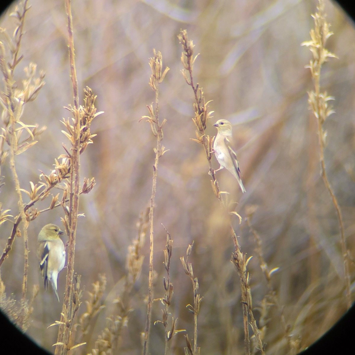 American Goldfinch - ML628084059