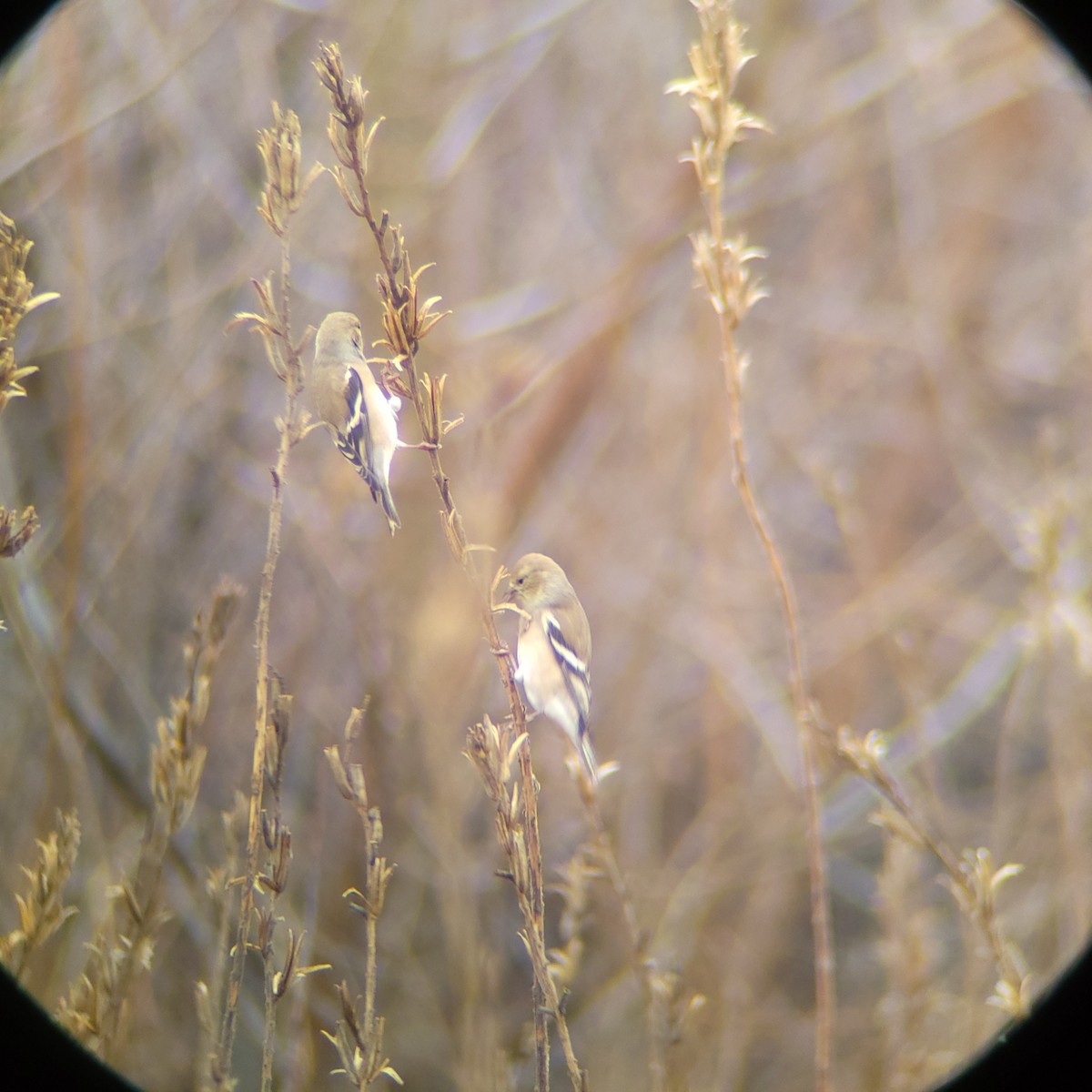 American Goldfinch - ML628084060