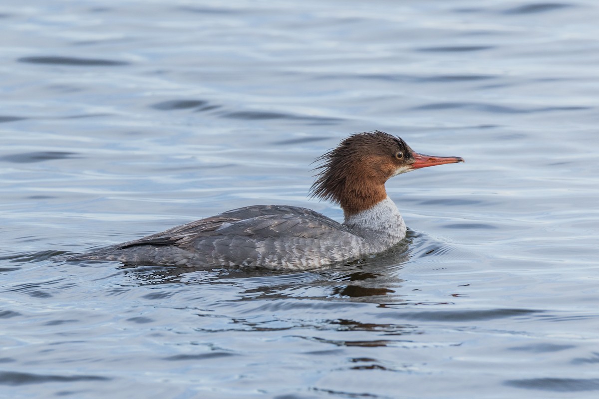 Red-breasted Merganser - ML628084116