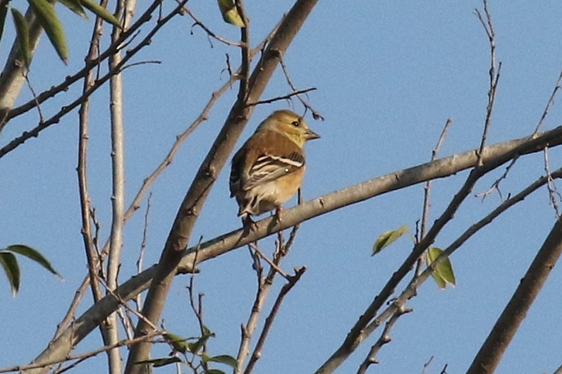 American Goldfinch - ML628084126