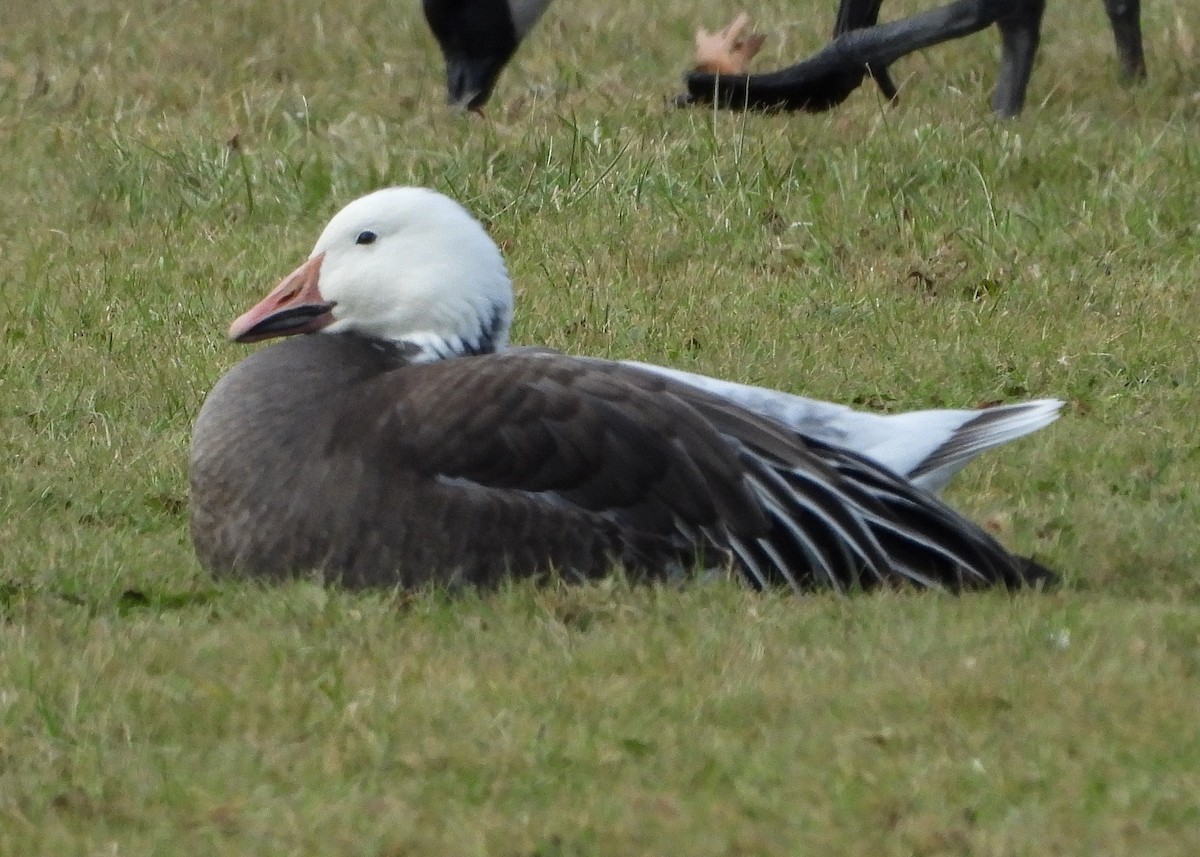 Snow Goose - ML628084158