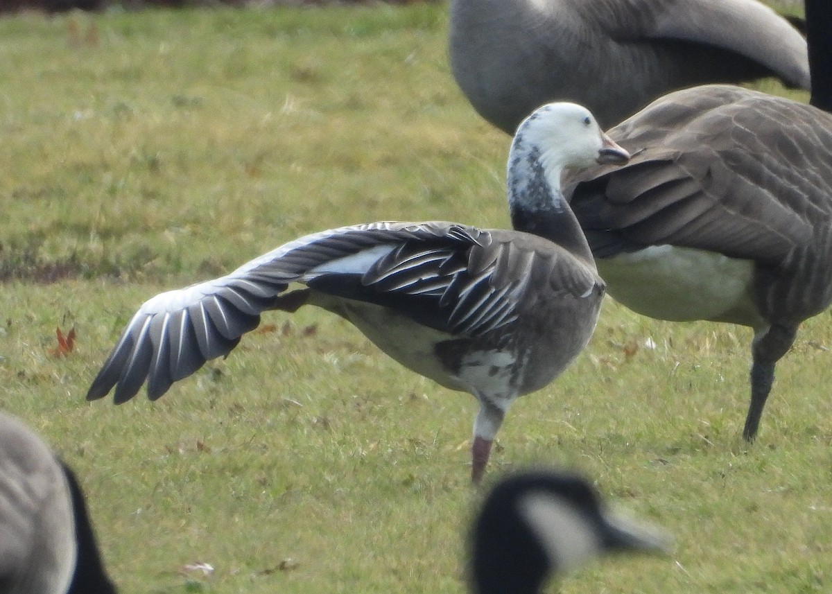 Snow Goose - ML628084160