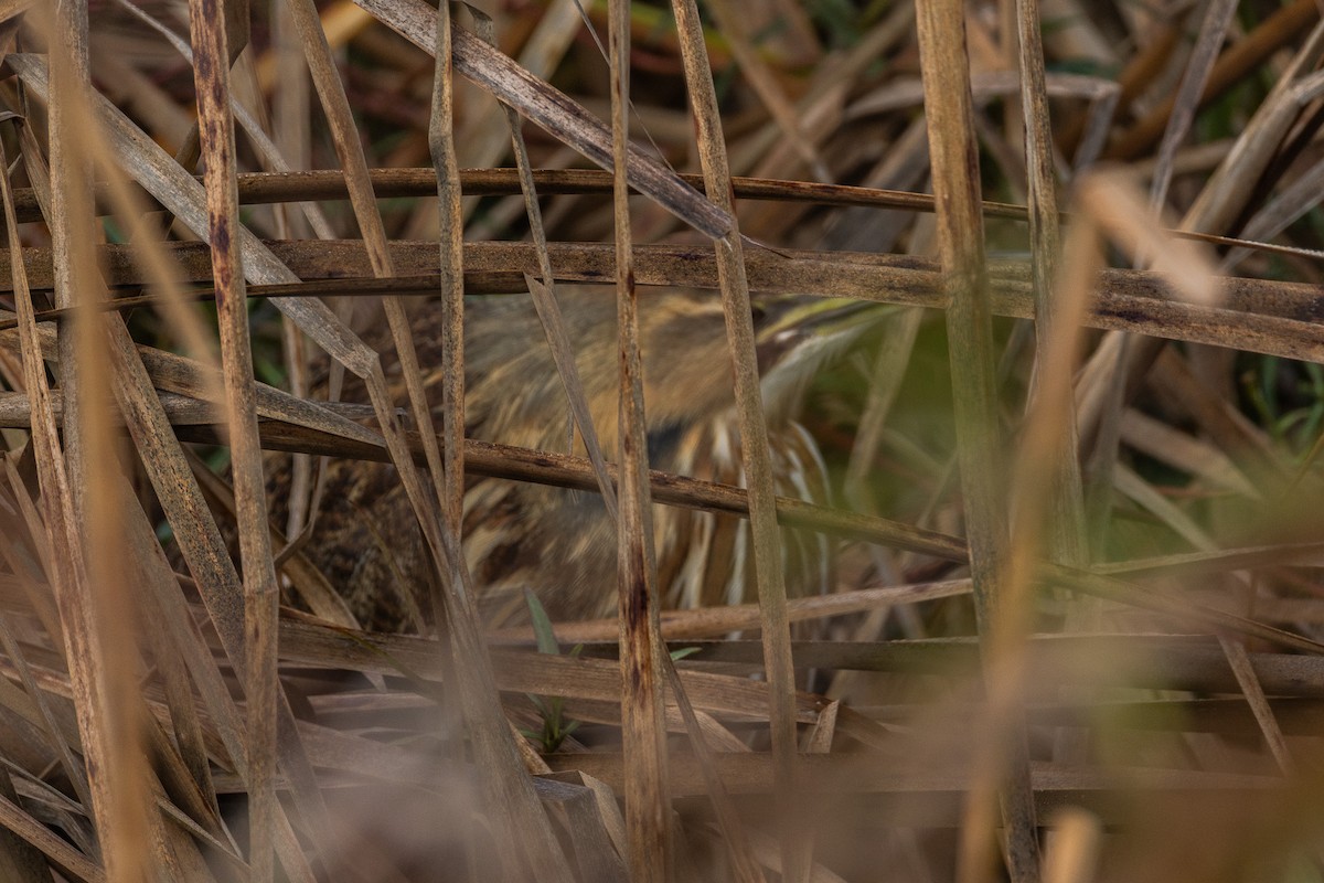 American Bittern - ML628084167