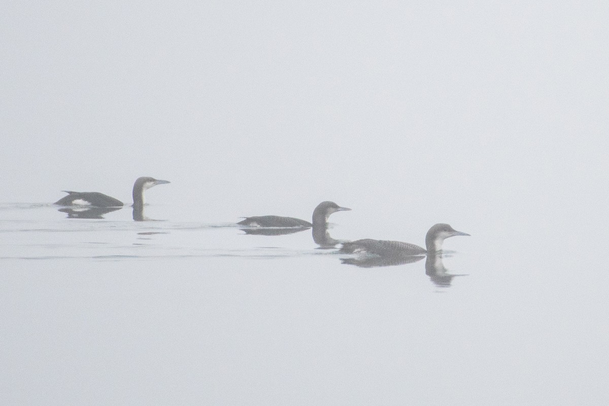 Arctic Loon - ML628084168