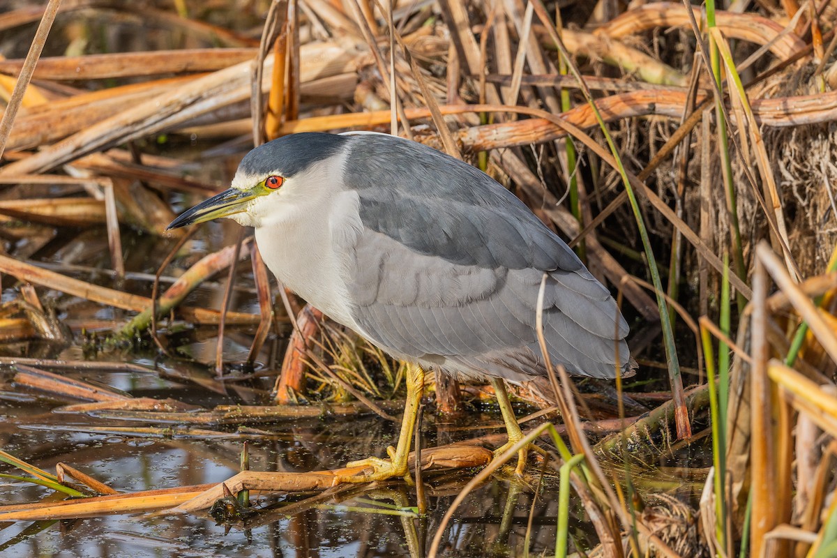 Black-crowned Night Heron - ML628084177