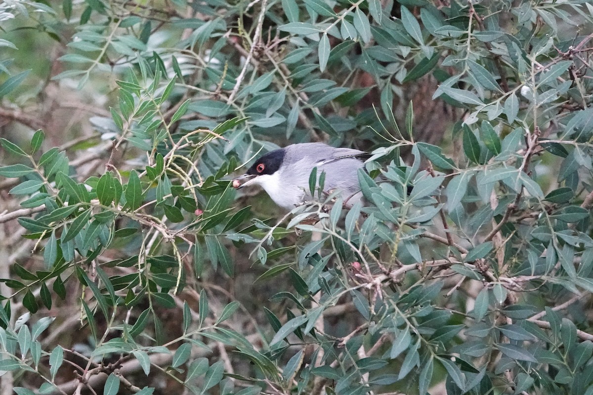 Sardinian Warbler - ML628084178