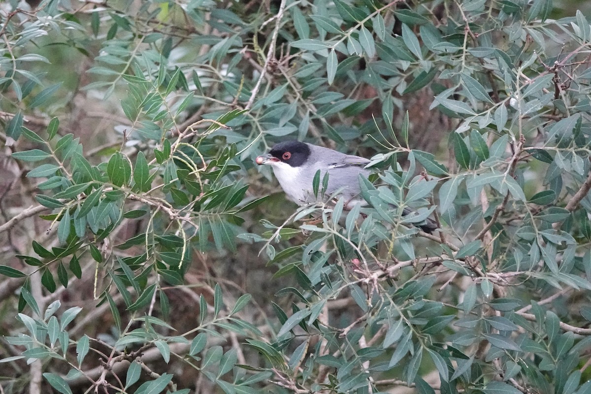 Sardinian Warbler - ML628084182