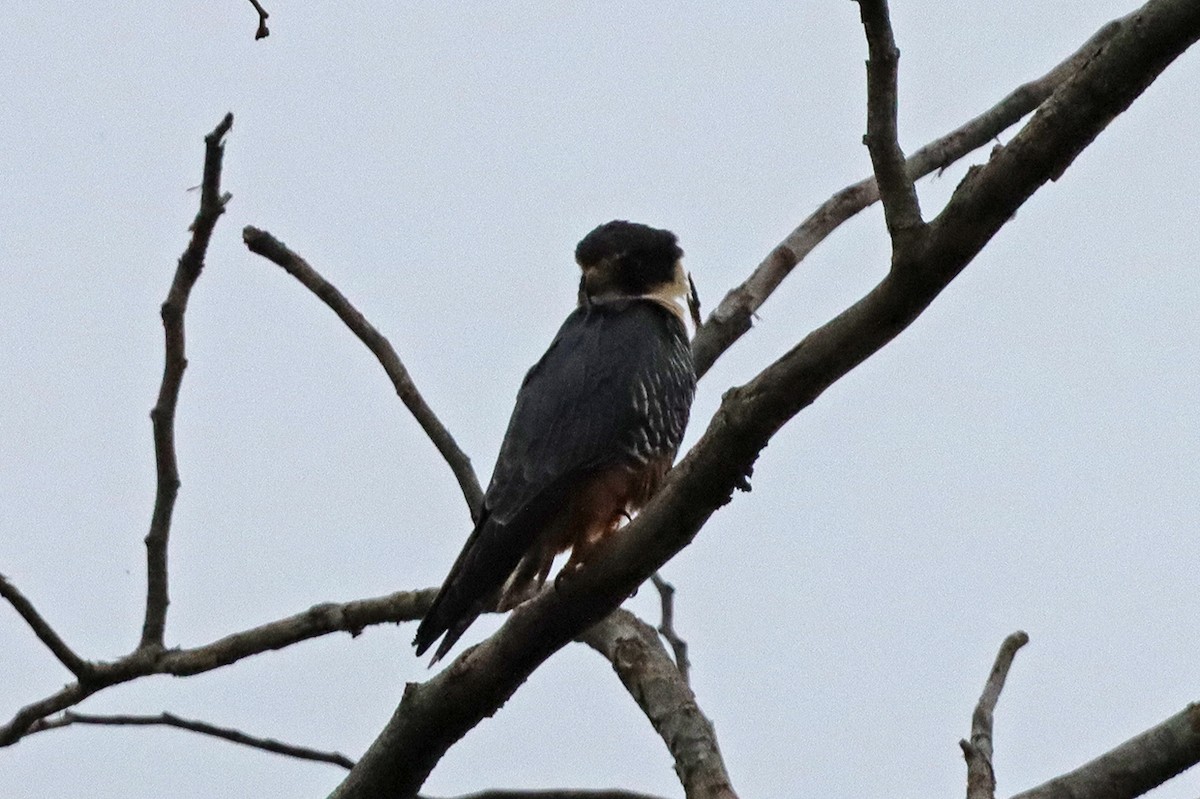 Bat Falcon - ML628084183