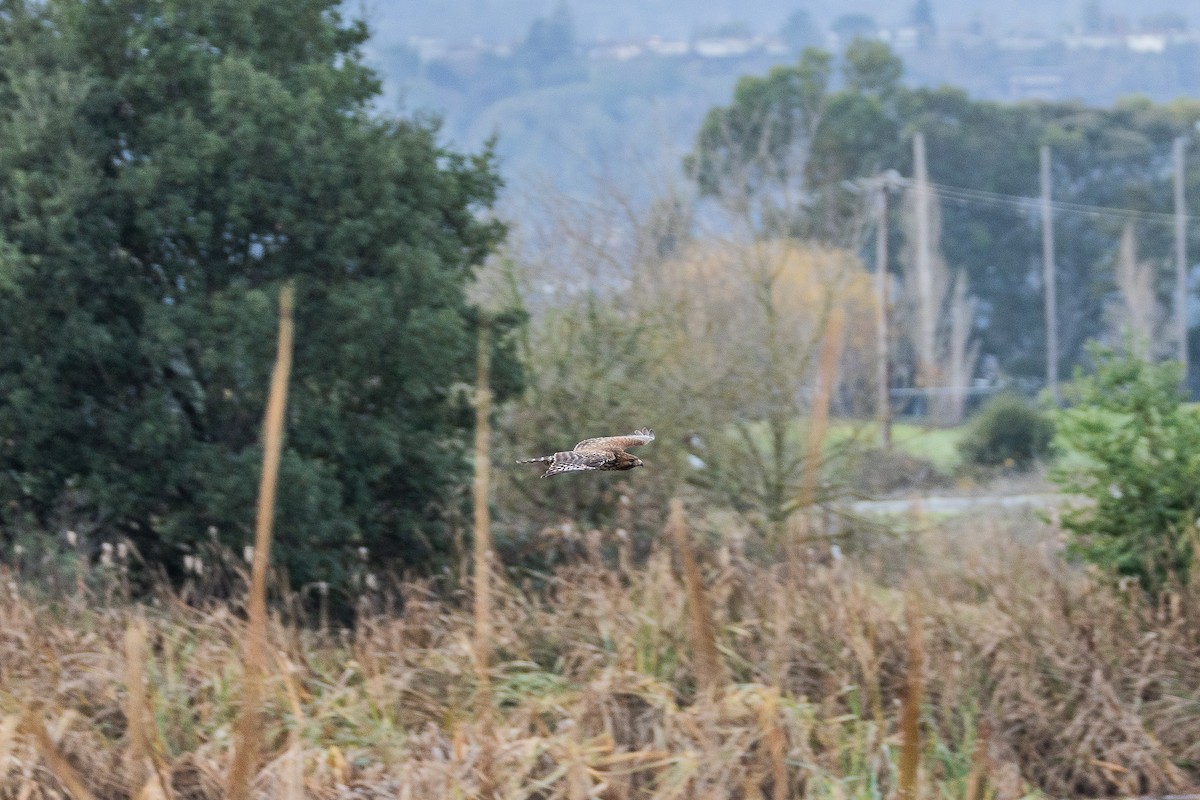 Red-shouldered Hawk - ML628084207