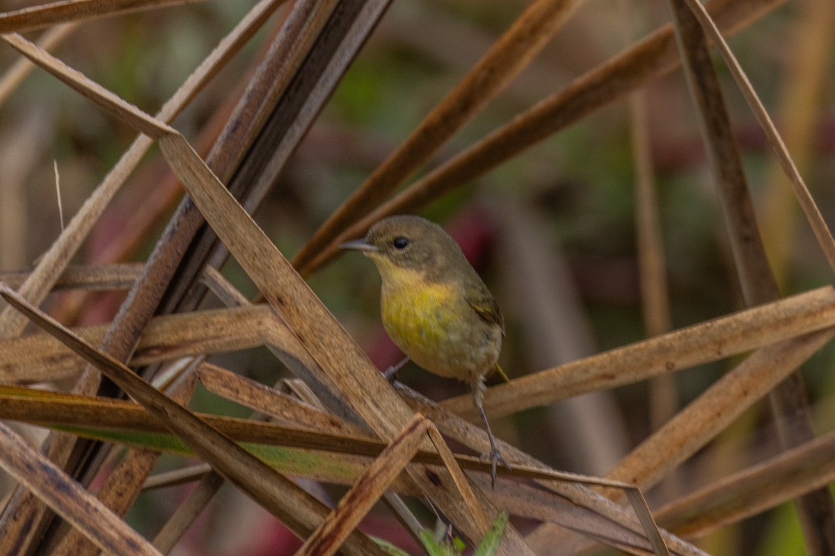 Common Yellowthroat - ML628084236