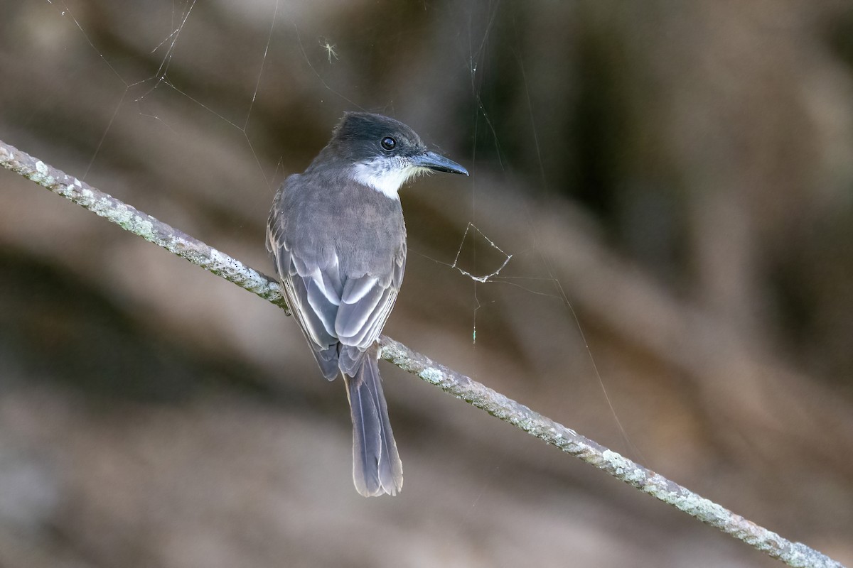 Loggerhead Kingbird (Puerto Rico) - ML628084241