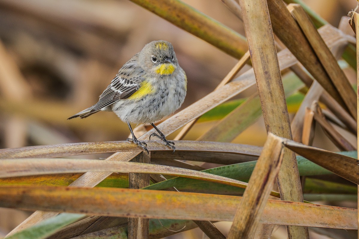 Yellow-rumped Warbler (Audubon's) - ML628084245