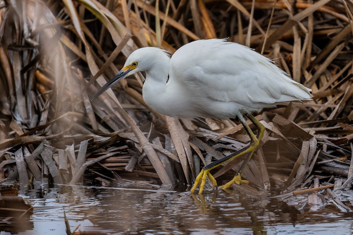 Snowy Egret - ML628084269