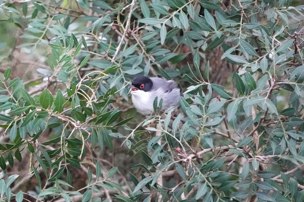 Sardinian Warbler - ML628084271