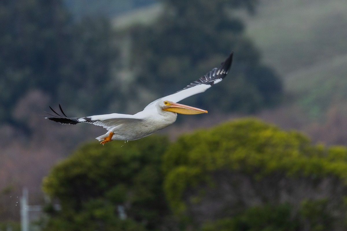 American White Pelican - ML628084308