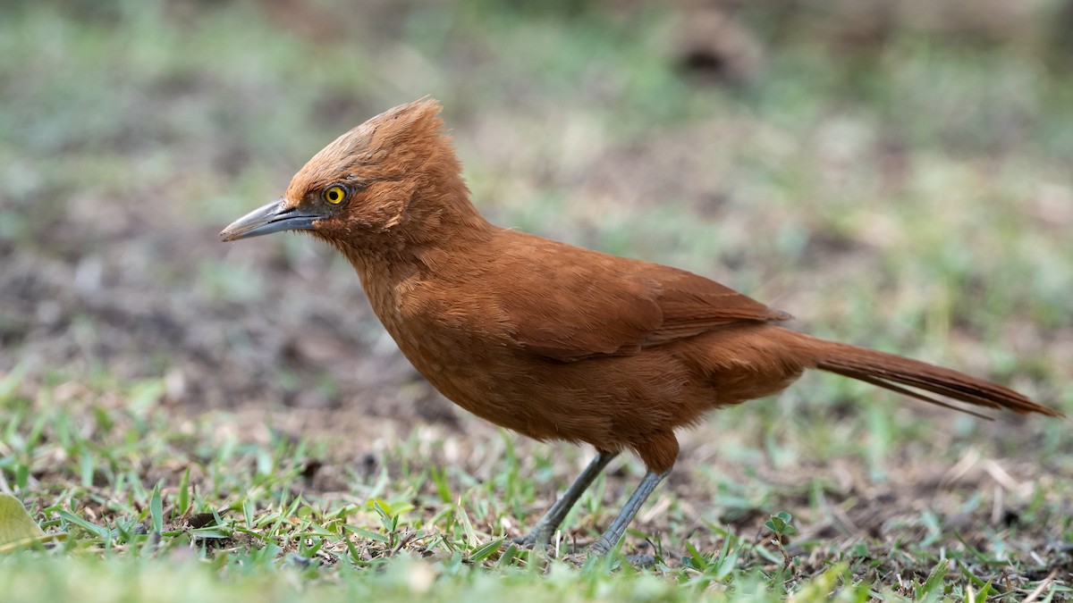 Rufous Cacholote - ML628084317